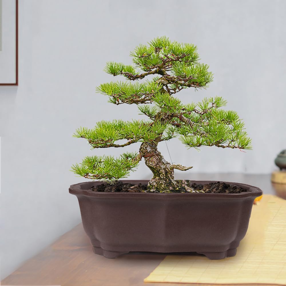 muzhi 2 pack 8" unglazed ceramic bonsai tree, package contents