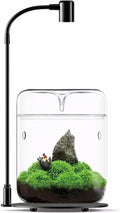 sarufo glass plant terrarium 4.7"x7" inches succulent air, main product view