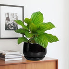 G EPGardening Ceramic Planter 7 Inch - Ceramic Pot for Plants with Drainage and Saucer, Round Plant Pots, Modern Indoor Outdoor Planter, Home Decor, Garden Gifts, Black