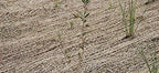 jute erosion control, soil saver mesh blanket, view 9