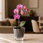 5 Pack Self Watering Pots for Indoor Plants, 5/6.7/8.4 in Self Watering Planters African Violet Self Watering Clear Pots for Plants Herb Orchid Flower Houseplant Pots, Dark Grey
