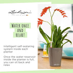 Lechuza MINI-DELTINI Cream White High Gloss, Self-Watering Small Indoor Planter, H5.1 L3.9 W3.9, 0.4L in