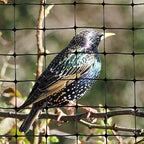 bird-x standard netting for pigeons sparrows starlings 100x14, main product view