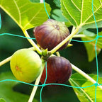 Pack of 2 Cucumber Tomato Trellis Netting, Heavy Duty Garden Netting for Climbing Plants Support, Pea, Grape, Bean, Fruit, Vegetables - 4" Mesh Size, 3Ft x 6Ft