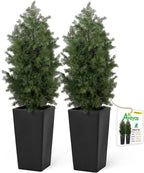 aveyas 4ft artificial cedar topiary trees, 4 feet, main product view