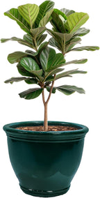 Sunnydaze Large Ceramic Plant Pot - Round Outdoor Glazed Ceramic Planter Pot with Drainage - Studio - Dark Green - 18.5"
