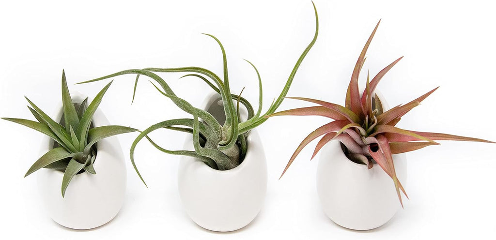 White Ceramic Wall Planter Assorted Air Plants - Live Tillandsia in Holder Succulents Vase - Home & Garden Decor - Easy Care (3 Small Planters with 3 Air Plants)