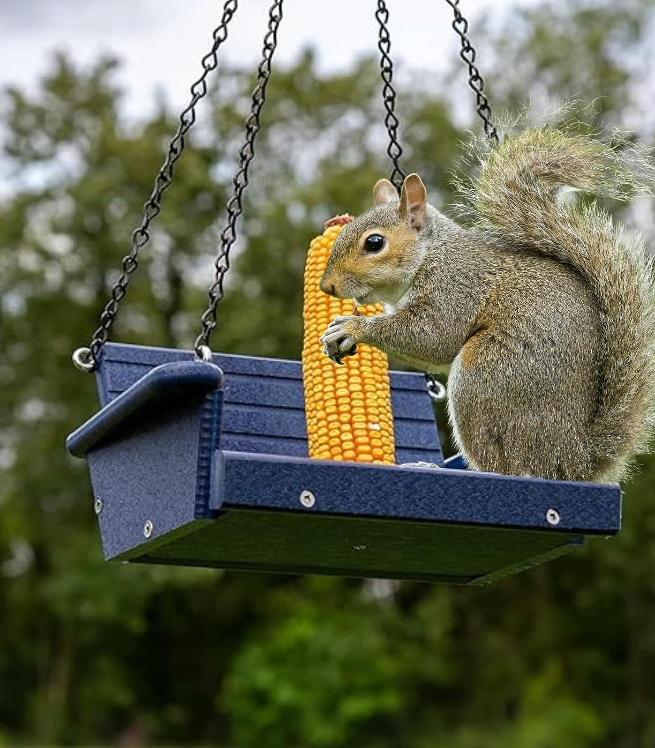 Poly Lumber Squirrel Swing Corn Cob Feeder - Squirrel Feeder, Squirrel Corn Feeder Chair - Cute Swing Feeder for Squirrels - Fill with Corn and Hang (Blue)