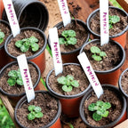 Plant Nursery Pot/Pots 100 Pcs 4" Plastic Small Plants Pots Flower Pots Seed Starting Pots for Plants Indoor Outdoor Seedling pots (with 100 Plant Labels)