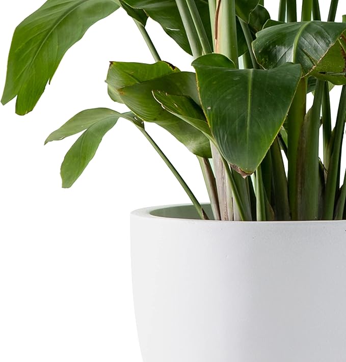 Kante 13.4" Dia Round Concrete Planter, Large Outdoor Modern Indoor Decorative Plant Pots with Drainage Hole and Rubber Plug for Home and Garden, Pure White