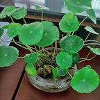 Glass Lotus Bowl Planter, 8 in Lotus Flower Bowl, Lotus Bowls for Planting in Water Indoors,Suitable for Succulent Plants and Aquatic Plant Bonsai Arrangements (M)