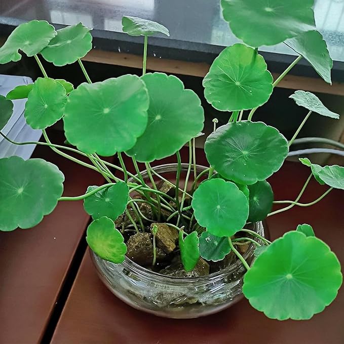 Glass Lotus Bowl Planter, 8 in Lotus Flower Bowl, Lotus Bowls for Planting in Water Indoors,Suitable for Succulent Plants and Aquatic Plant Bonsai Arrangements (M)