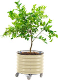 rolling citrus tree planter gen 3, self-watering 24”, main product view