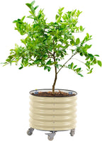 rolling citrus tree planter gen 3, self-watering 24”, main product view