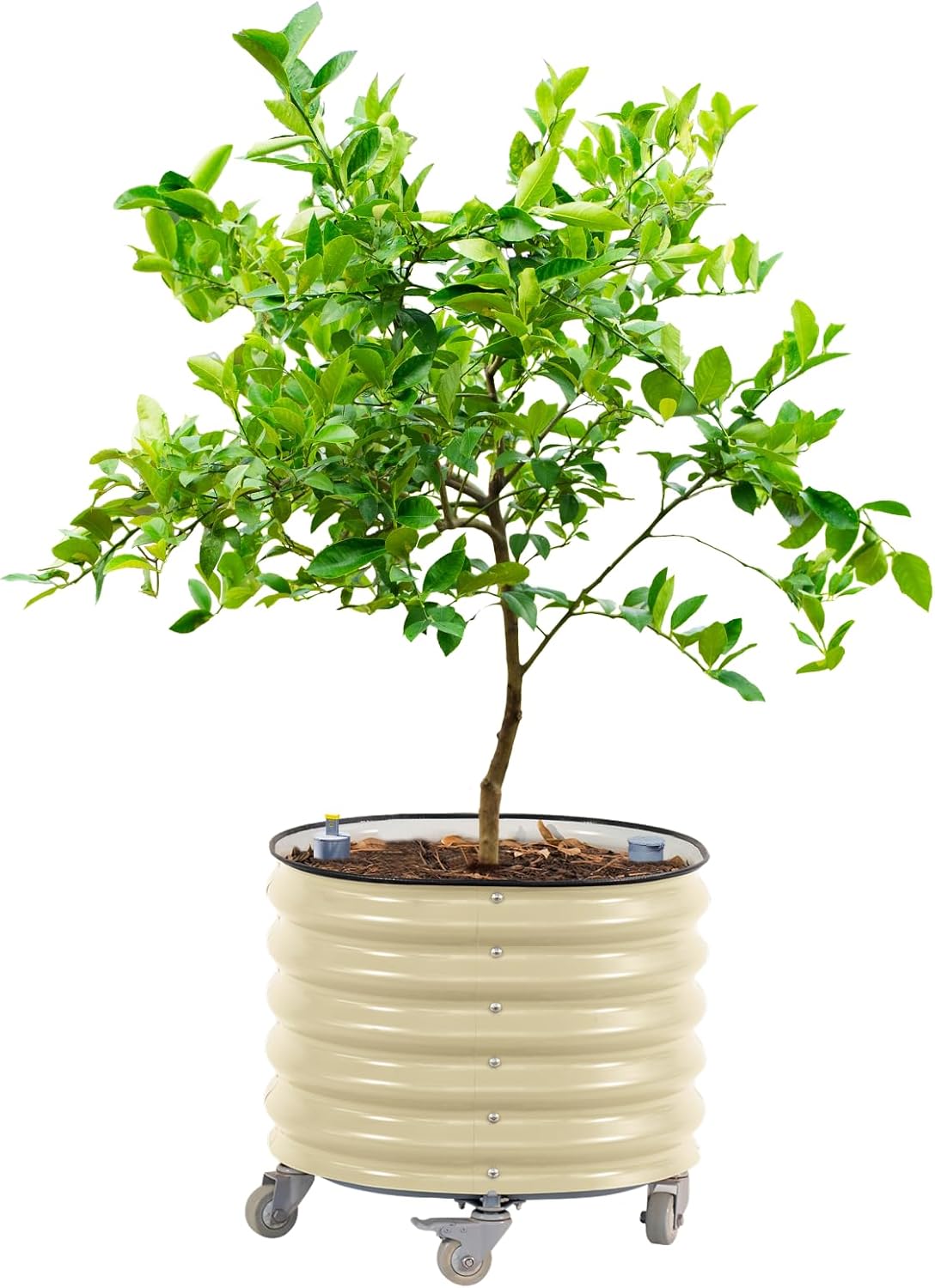 rolling citrus tree planter gen 3, self-watering 24”, main product view