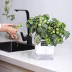 FAMZ Self Watering Planters 4 Pack，Self Watering Pots for Indoor Plants，Automatic Moisturizing，Transparent Square Flower Pot for Indoor and Outdoor Plants，Succulents，Violets，Ivy