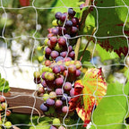 Tcamp Heavy-Duty Polyester Garden Trellis Net Plant Support Netting for Climbing Plants Outdoor, Flexible String Net for Bean Pea, White Grow Tent (5Ft x 30Ft, 3.5" Opening Mesh, 1 Pack)