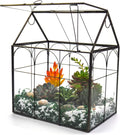 large tall plant greenhouse terrarium glass with lid, main product view