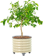 rolling metal citrus tree planter pot, 24″ round, main product view