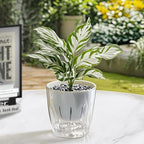 Self Watering Planters - 2 Pack, 6 Inch Transparent Flower Pots for Indoor Plants, Perfect for African Violet, Monstera, Succulents, Herbs & Decorative Flowers