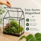 large tall plant greenhouse terrarium glass with lid on a desk or shelf