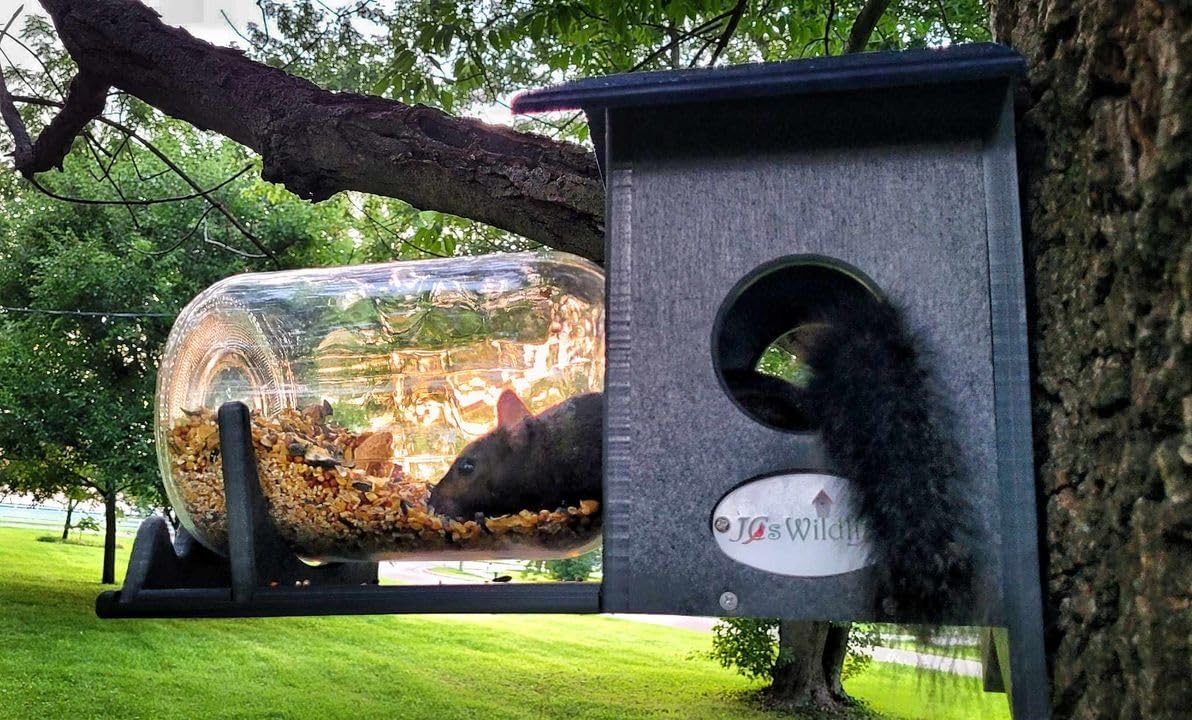 Squirrel Under Glass Mason Jar Peanut and Loose Corn Squirrel Feeder - Keep Squirrels Out of Bird Feeders