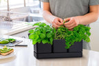 D'vine Dev Herb Garden Planter Set, Plastic Plant Pots with Drainage and Saucer, Indoor Succulent Cactus Vegetable Pot for Windowsill, Garden Balcony, Black, Set of 1, 76-V-B-1