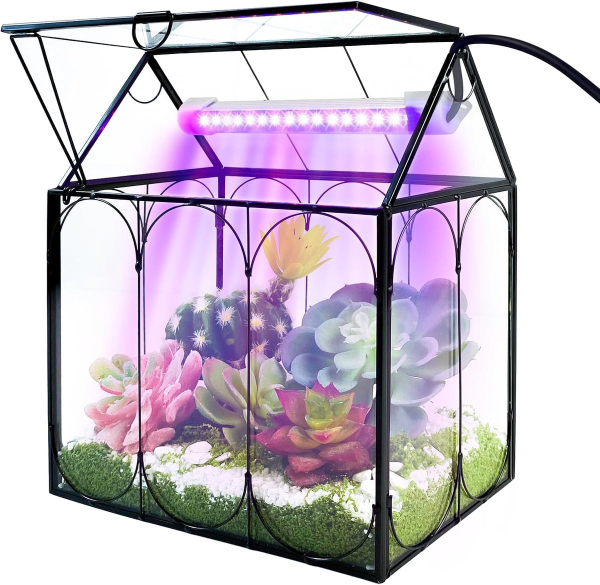 rifny plant terrarium with grow light, glass terrarium, main product view