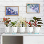 KIMCHOMERSE Self Watering Plant Pots, 6 Inch Plant Pots White, 6 Pack Flowers Pot Indoor Planter Pots with Tray for Spider Plant, Orchid, African Violet