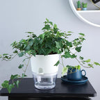 6 Inch Self Watering Plastic Plant Pots for Indoor Plants - 3 Pack White Orchid Planters with Wick Ropes & Drainage Holes, Modern Decorative Garden Pots with Water Reservoir