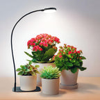 Desktop Plant Grow Light,12w Growing Lamps High Ppfd,Full Spectrum Desk Growth Light with Automatic Timer,4 Dimmable Levels（Black）