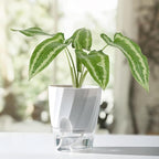 KIMCHOMERSE Self Watering Plant Pots, 6 Inch Plant Pots White, Pink, Blue, 3 Pack Flowers Pot Indoor Planter Pots with Tray for Spider Plant, Orchid, African Violet