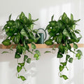 artificial pothos hanging plant, 25" set of 2, main product view