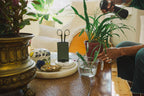 Fiskars Urban Plant Care Small Shears with Holder | For fine cuts on indoor plants, total length 17 cm, stainless steel/plastic, dark green/black, 1075315