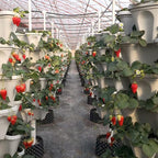Strawberry Vertical Planters, 6 Tiered Stacking Tower Garden, Stackable Herb Vegetable Planters with Movable Casters and Bottom Saucer Indoor and Outdoor - White