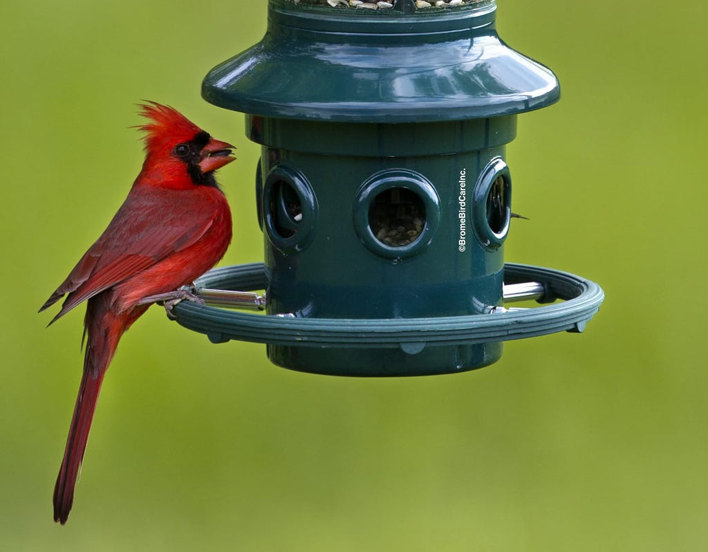 squirrel buster plus squirrel-proof bird feeder w/cardinal ring on a desk or shelf