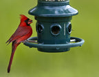 squirrel buster plus squirrel-proof bird feeder w/cardinal ring on a desk or shelf