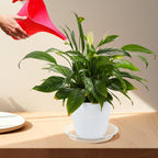 BORPEIN Plant Saucer (6,8,10,12inch, 24 Pack) Clear Plastic Plant Trays for Pots Indoors Outdoors, Thicker Flower Pot Saucers, Plant Plate to Catch Water