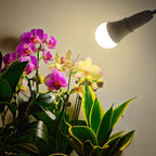Grow Light Bulbs, LED Grow Light Bulb A19, Full Spectrum Light Bulb | Grow Bulb E26 Base, 11W Plant Light Bulbs 100W Equivalent, Grow Light Bulb for Indoor Plants, Flowers, Greenhouse, 2 Pack