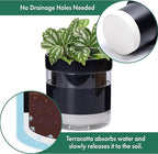 Phoenix Vine 6 Inch 4 Inch Self Watering Terracotta Planter, Black Terracotta Clay Pot with Glass Reservoir for Indoor Plants, Herbs, Flowers, 52-C-G-46