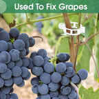 150 Pcs Plant Clips for Climbing Plants, Tomato Clips for Support, Plastic Garden Clips for Plants Grape Vine Vegetables Make Plant Grow Upright
