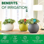 Plant Watering Globes Set of 4 - Large Self Watering Globes for Indoor & Outdoor Plants - Multicolored, Automatic, Glass Watering Bulbs for Daily Use, Plant Watering Devices