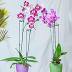 Mwellewm 6 Sets Plant Stakes 12/25/36 Inch Adjustable Plant Support Stakes Tall for Indoor Outdoor Plant Holder Stick Steel Garden Stem Pole Amaryllis Stakes with 30 Clip for Tomato Orchid Lily Flower