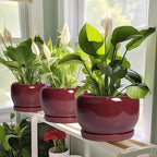 SQOWL Ceramic Pot for Plants - 10 Inch Indoor Planter with Drainage Hole and Saucer, Round Modern Planter Outdoor, Decorative Large Plant Pot for Flower, Living Room Decor, Garden Gifts, Red