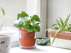 D'vine Dev 4 Inch Design Self Watering Pot for Indoor Plants, Terracotta Planter with Cylinder Glass Cup, Set of 2, 37-Y-A-1