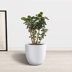 Kante 14 Inch Dia Round Concrete Planter, Indoor Outdoor Large Plant Pot with Drainage Hole and Rubber Plug for Home Patio Garden, Pure White
