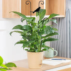 23in Plant Trellis Indoor, Trellis for Potted Plants with Bird, Garden Trellis Climber Support for Climbing Plants Pothos Hoya Vine