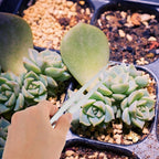 4pcs Gardening Tools Planting Tweezers Succulent Tool Kit Weed Puller for Garden