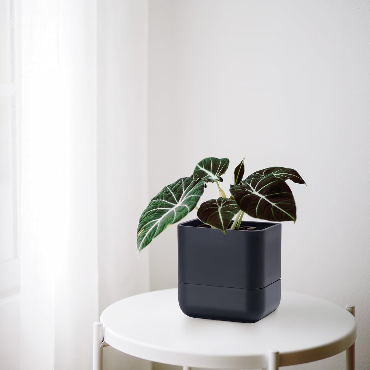 Phoenix Vine 6.5 Inch Wall Mounted Self-Watering Planter Pot for Indoor Houseplants and Herbs | Hanging Planter for Window Sills, Bathroom Walls, Home & Office Décor, Black, Set of 3, 01-C-E-3