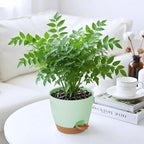 5-Pack Plant Pots with Drainage for Winter Care 7/6.5/6/5.5/5 Inch, Self Watering Pots for Indoor Plants, Planters for Indoor Outdoor Plants, Plastic Flower Pot, Planter for Indoor Outdoor (Green)